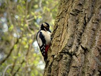 fauna_i_flora_na_kaszubach_8_20130513_1260156359.jpg