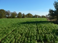 na_kaszubach_10_20140420_1838024026.jpg